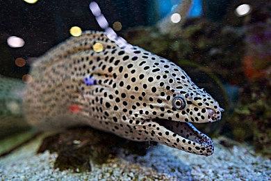 4X战略游戏《群星》全新DLC“宇宙风暴”正式推出 已获多半好评